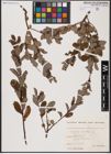 Foto von Salix aurita L.